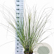 Cortaderia s. 'Pumila' 50-60 cm 6,5L