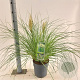 Cortaderia s. Tiny Pampa 50-60 cm 6,5L