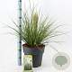 Cortaderia s. Tiny Pampa 50-60 cm 12L