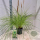 Cortaderia s. Tiny Pampa 60 cm 3,0L