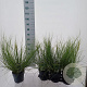 Cortaderia s. Tiny Pampa 60 cm 3,0L