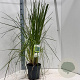 Cortaderia s. 'White Feather' 50-60 cm 5,0L