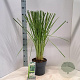 Cortaderia s. 'White Feather' 50-60 cm 5,0L