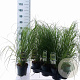 Cortaderia s. 'White Feather' 60-90 cm 2,0L