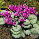 Cyclamen coum 'Silver Leaf' GM P9