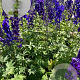 Delphinium (P) 'Black Knight' GM 2,0L