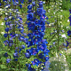 Delphinium 'Jubelruf' GM  P11
