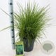 Deschampsia cesp. 'Goldtau' 40-60 cm 6,5L