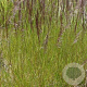 Deschampsia cesp. 'Waldschratt' GM P9