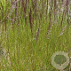 Deschampsia cesp. 'Waldschratt' GM P9