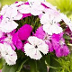 Dianthus b. Dash Magican GM P9