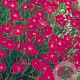 Dianthus delt. 'Brilliant' GM P9