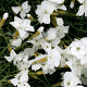 Dianthus grat. 'La Bourboule White' GM P9