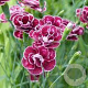 Dianthus allw. 'Romeo' GM P9
