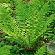 Dryopteris crassirhizoma GM P9