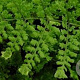 Dryopteris dil. 'Lepidota Cristata' GM P9