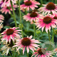 Echinacea 'Fount. Orange Bicolour' GM P9