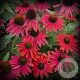 Echinacea Lakota Red GM P9