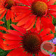 Echinacea p. 'Hot Lava' GM P9