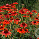 Echinacea p. 'Hot Lava' GM P9
