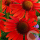 Echinacea p. 'Hot Lava' GM P9
