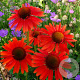 Echinacea p. 'Hot Lava' GM P9