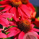 Echinacea t. 'Glowing Dream' GM P9