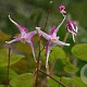 Epimedium grandiflorum violaceum GM P9