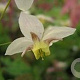 Epimedium versic. 'Neosulphureum' GM P9