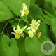 Epimedium versic. 'Sulphureum' GM P9