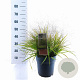 Eragrostis spectabilis 40-60 cm 6,5L