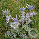 Eryngium bourgatii GM P9