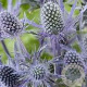Eryngium pl. Magical Blue Lagoon GM P9