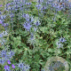 Eryngium zabelii 'Big Blue' GM P9