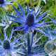 Eryngium zabelii 'Big Blue' GM P9