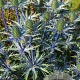 Eryngium zabelii 'Big Blue' GM P9