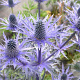 Eryngium zabelii 'Big Blue' GM P9