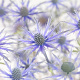Eryngium zabelii 'Big Blue' GM P9