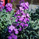Erysimum l. Super Bowl Mauve GM P9