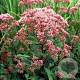 Eupatorium mac. 'Atropurpureum' GM P9