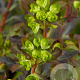 Euphorbia amygdal. 'Purpurea' GM P9