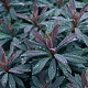 Euphorbia amygdal. 'Purpurea' GM P9