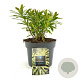 Euphorbia 'Ascot Rainbow' GM 2,0L