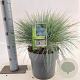 Festuca glauca 'Elijah Blue' 25-30 cm 5,0L