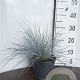 Festuca glauca 'Elijah Blue' GM 2,0L