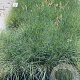 Festuca glauca 'Elijah Blue' GM 2,0L