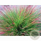 Festuca 'Walberla' GM P9