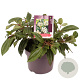 Viburnum davidii 30-40 cm 5,0L