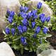 Gentiana 'True Blue' GM P9