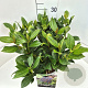 Viburnum davidii 40-50 cm 10L
